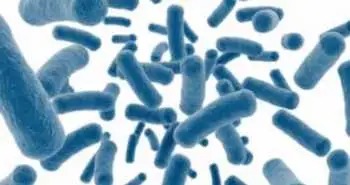 Combination of probiotics and prebiotics may be effective to treat functional dyspepsia