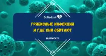 Выпуск 3. Грибковые инфекции и где они обитают