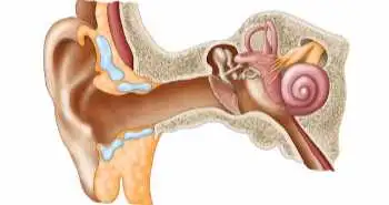 Comparison between Endoscopic versus Microscopic Cartilage Myringoplasty