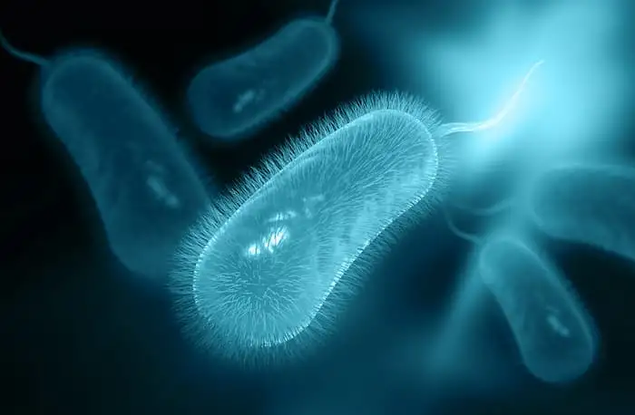 H.pylori